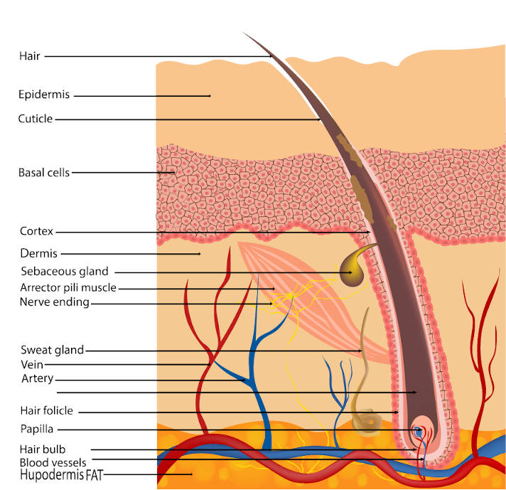 human hair structure diagram
